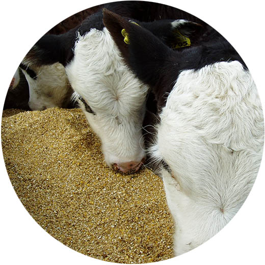Calf Meal